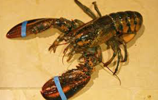 Live Lobsters | North Atlantic Seafood Market